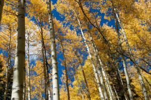 Visit Colorado and its communities see the Aspen Trees