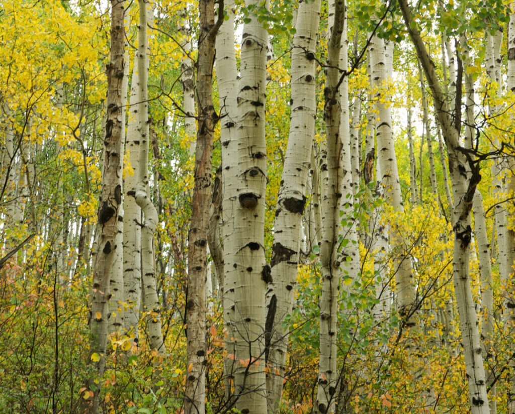 Aspen Trees of Colorado Fall Colors