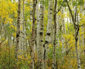 Aspen Trees of Colorado Fall Colors