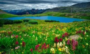 Mount Sneffels near Montrose wild flowers