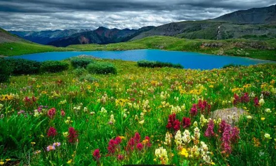 Mount Sneffels near Montrose wild flowers