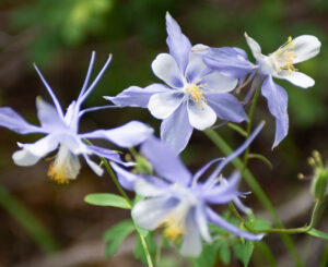 Colorado columbine
