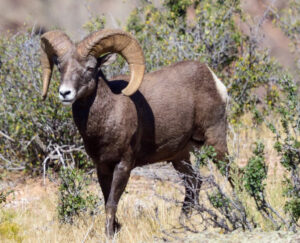 Rocky Mountain Big Horn Sheep