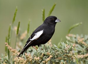 Colorado Bunting Lark