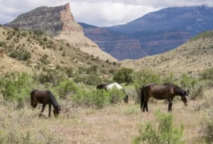 Wild Horses A Montrose-Area Adventure