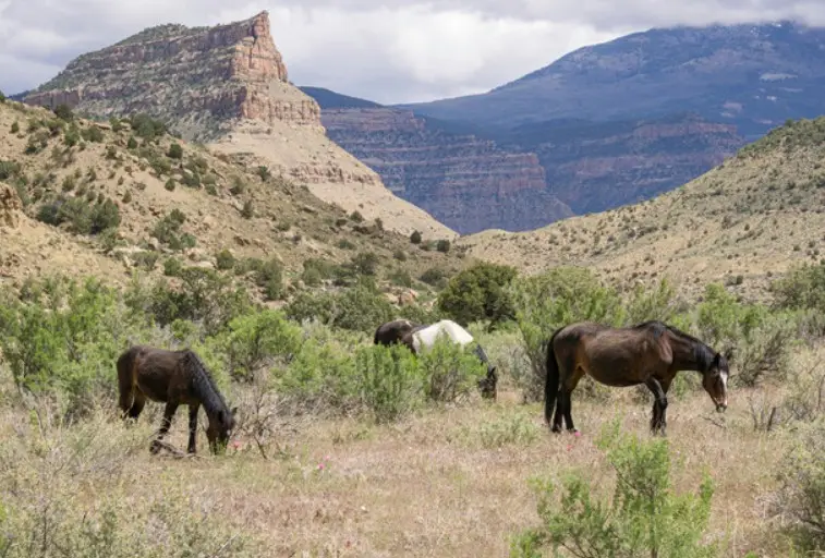 Wild Horses A Montrose-Area Adventure
