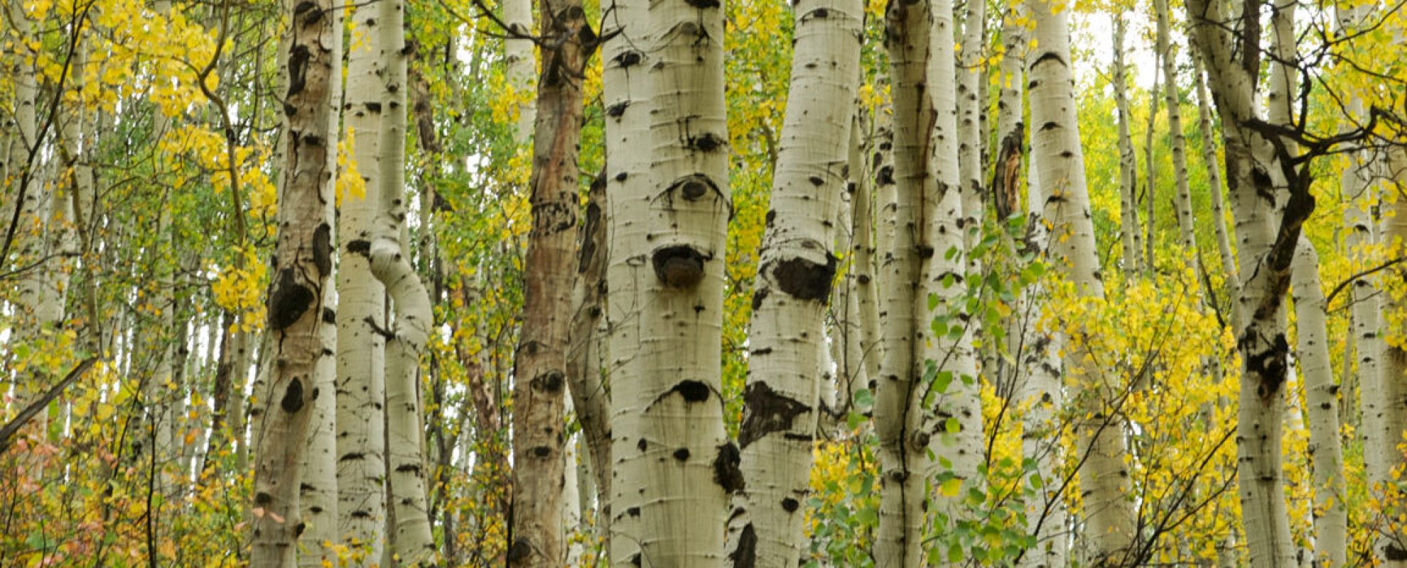 Aspen Trees of Colorado Fall Colors