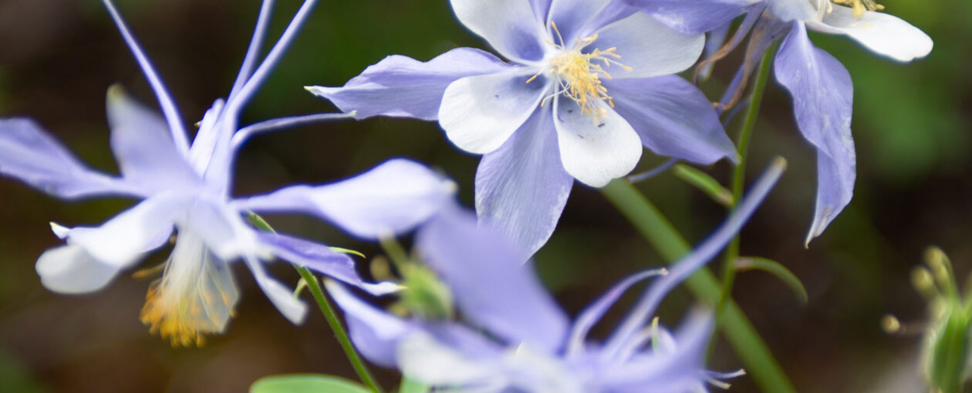 Colorado columbine