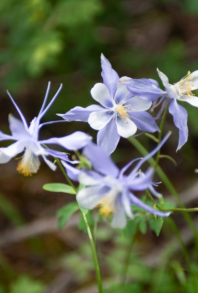 Colorado Columbine Flower