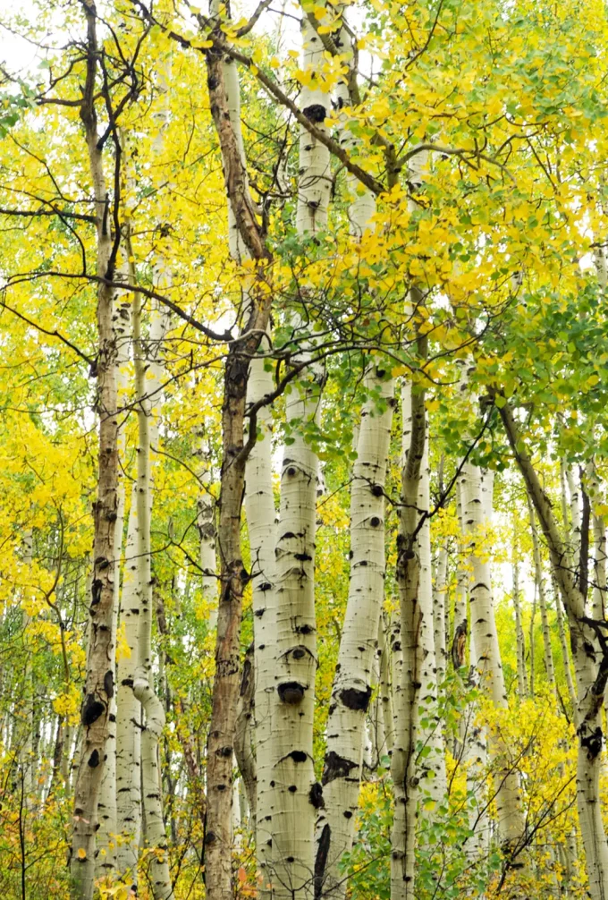 Aspen Trees near Montrose Colorado