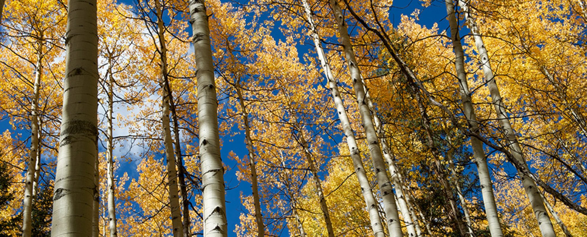 Visit Colorado and its communities see the Aspen Trees