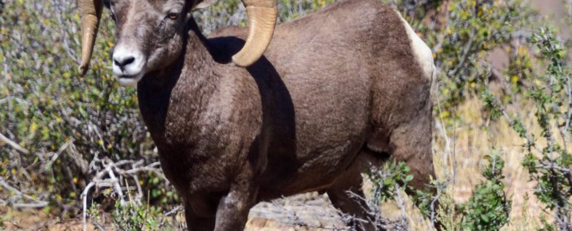 Rocky Mountain Big Horn Sheep