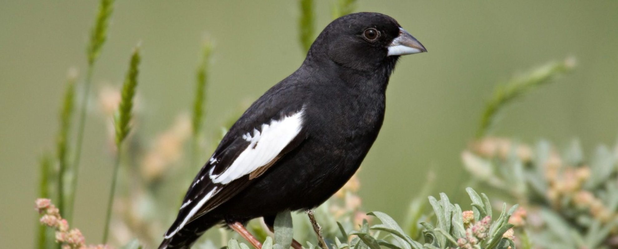 Colorado Bunting Lark