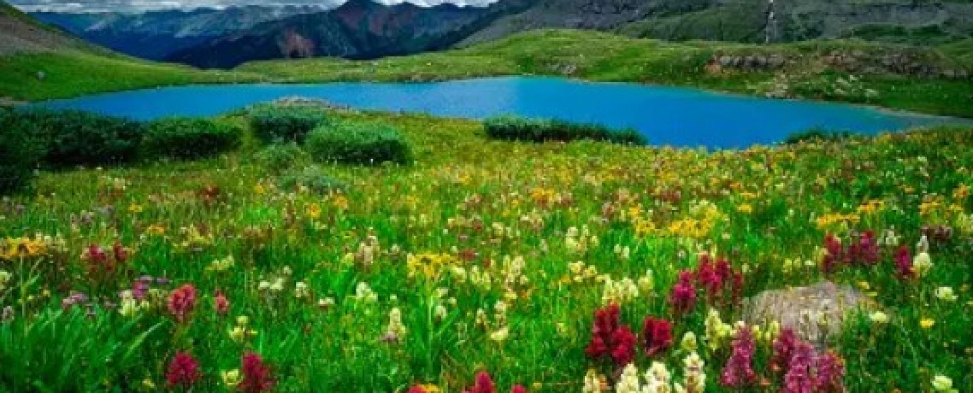 Mount Sneffels near Montrose wild flowers