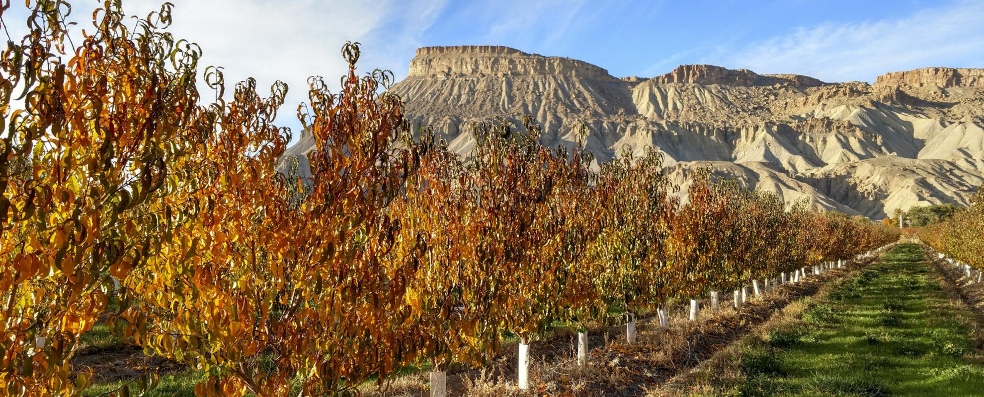 Fall trees near golf community in Montrose Colorado