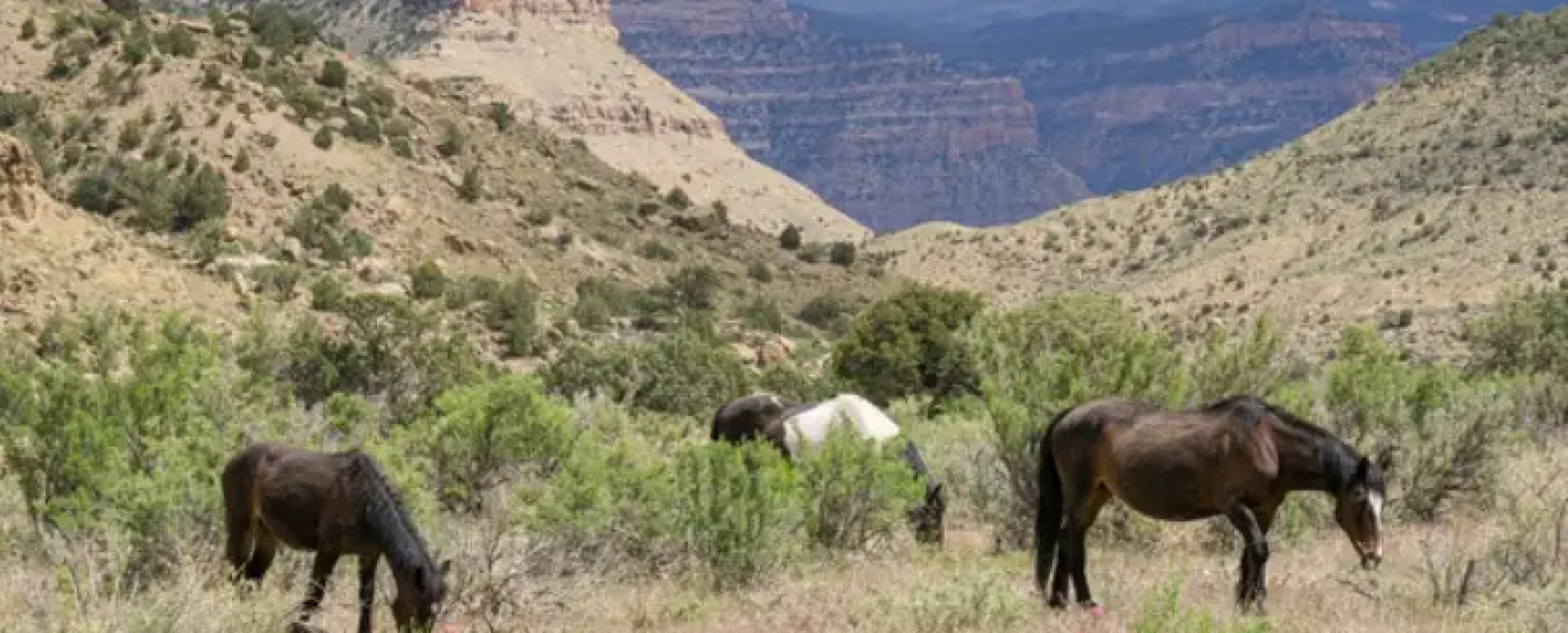 Wild Horses A Montrose-Area Adventure